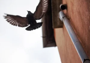 Pest Infestations